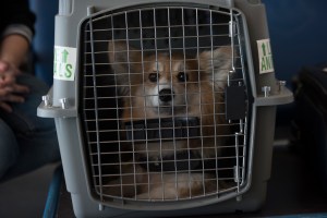 More dogs allowed: Lufthansa reopens options for some flying to US