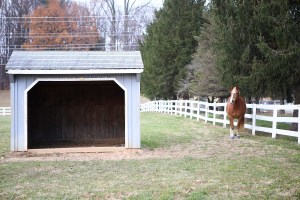 Veterans with PTSD are turning to horses for healing