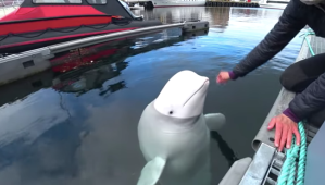 AWOL ‘Russian spy whale’ is now living his best life in Scandinavia