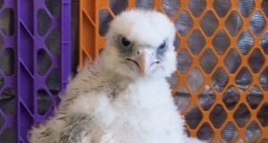 Now’s your chance to submit a name for the Air Force Academy’s new Falcon mascot