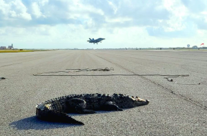Florida crocodile spends a while sunbathing on naval runway