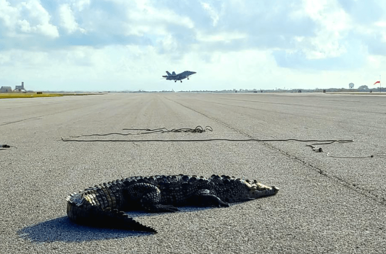 Florida crocodile spends a while sunbathing on naval runway