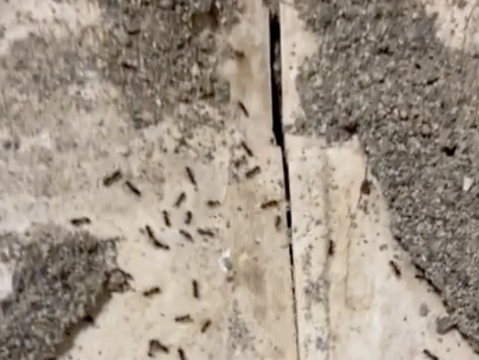 Soldier moves into barracks room, immediately finds massive ant colony