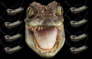 Military helicopter noise sets mood for Australian crocodile mating