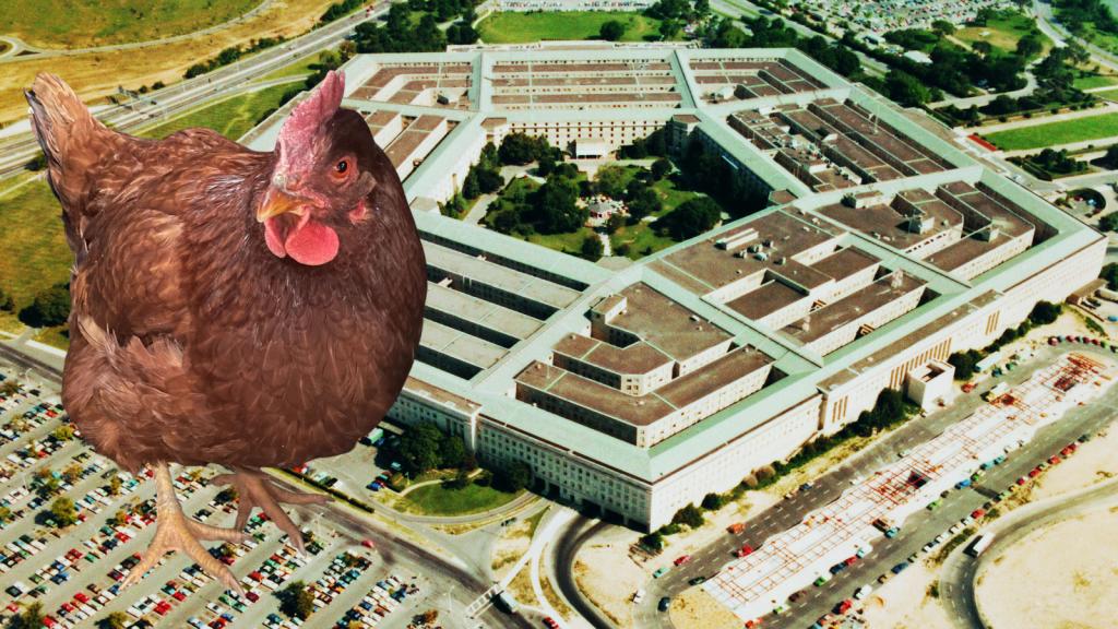 Chicken tries to sneak into the Pentagon