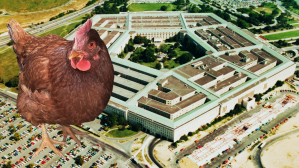 Chicken tries to sneak into the Pentagon
