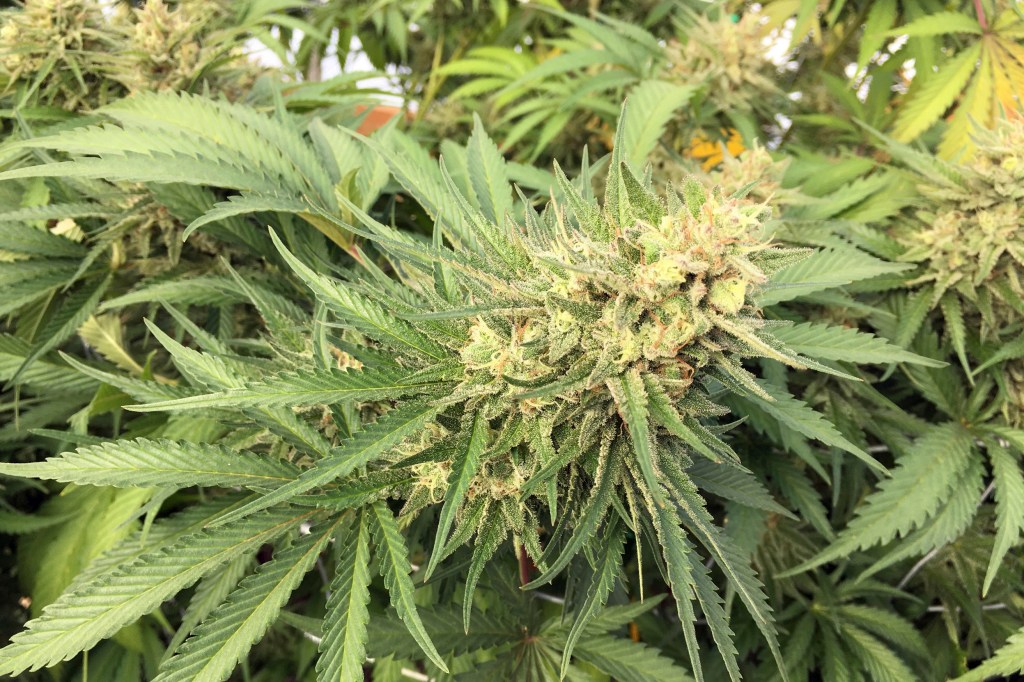 Illegal pot farm growth has locals asking for Oregon National Guard help