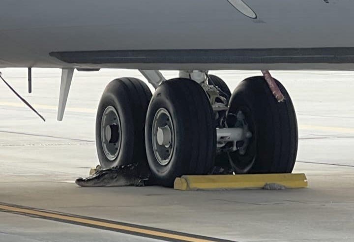 Air Force says ‘see ya later’ to gator happily blocking plane’s wheels