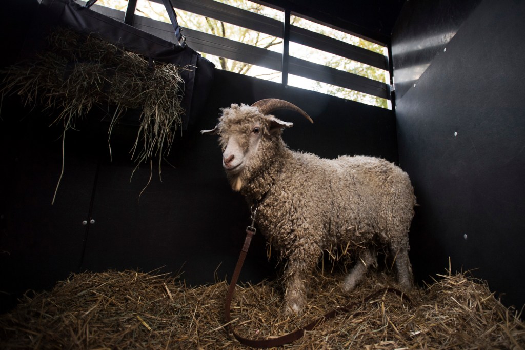Army cadets raid Annapolis, steal the wrong goat from Navy