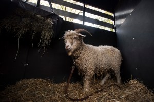 Army cadets raid Annapolis, steal the wrong goat from Navy