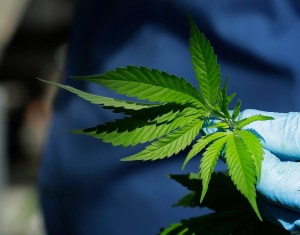 US drug control agency to reclassify marijuana in historic shift