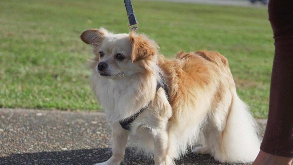 What Marines should know about new reimbursements for relocating pets