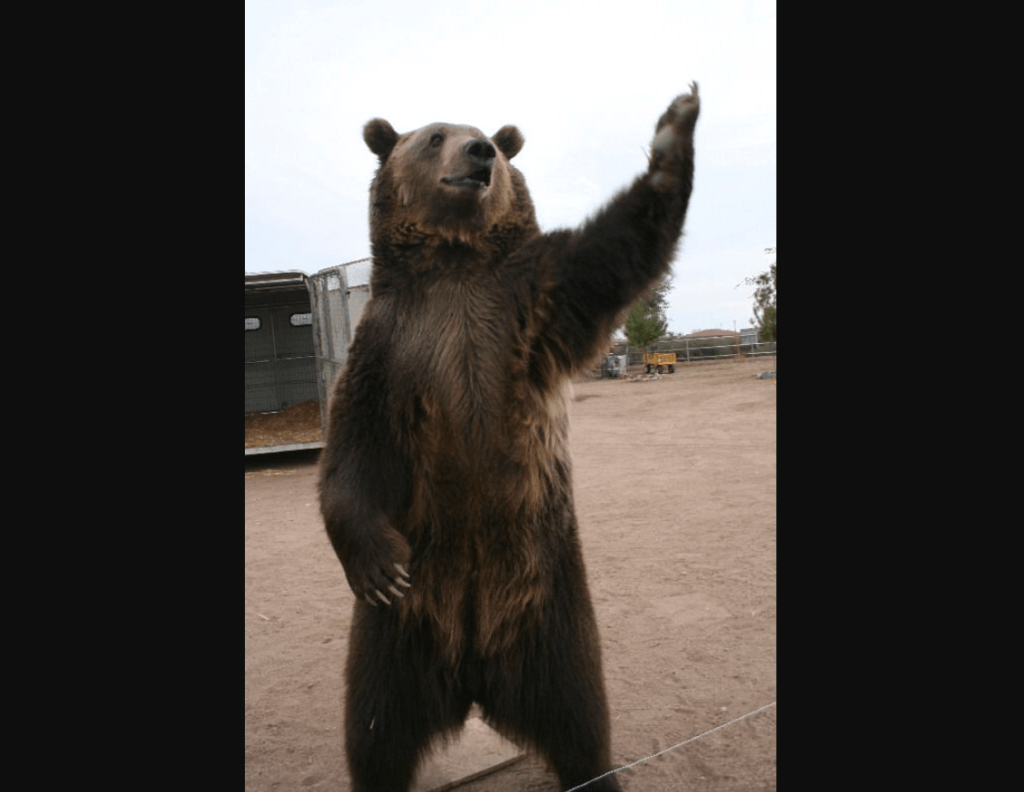 Coasties prevent ‘Revenant’ sequel, rescue man stalked for days by grizzly bear