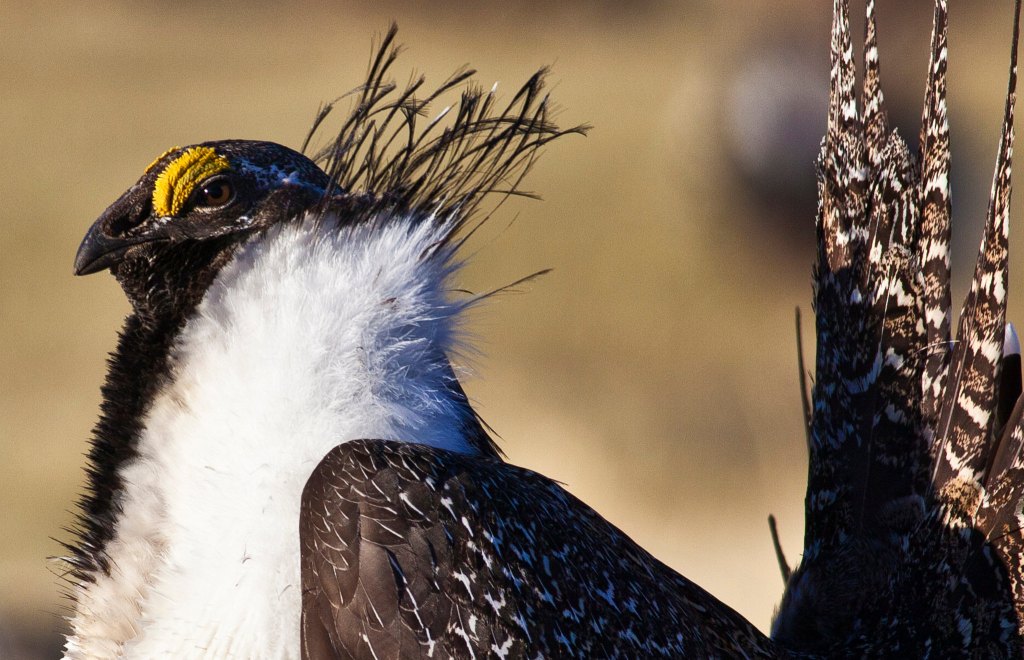 Editorial: Teachings of the Sage Grouse