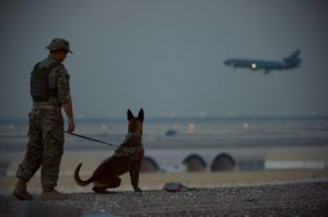 Five war dogs you’d want in your squad