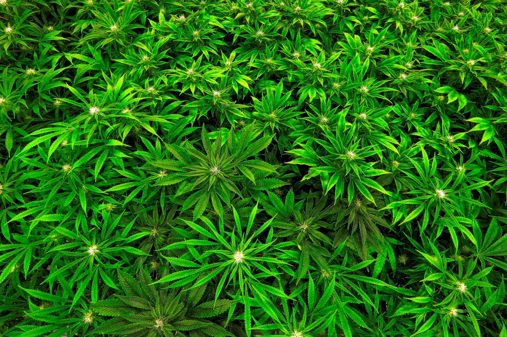American Legion throws weight behind marijuana research