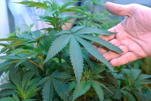 Congress fails to pass VA medical marijuana provision