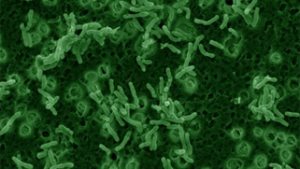 VA is studying gut bacteria in PTSD, TBI patients following success in mice