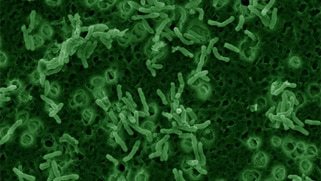 VA is studying gut bacteria in PTSD, TBI patients following success in mice
