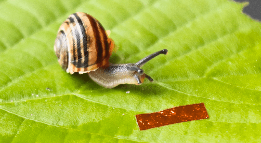 A robot as slow as a snail … on purpose
