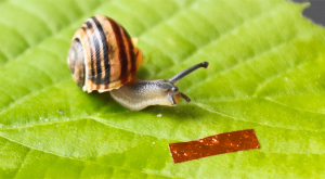 A robot as slow as a snail … on purpose