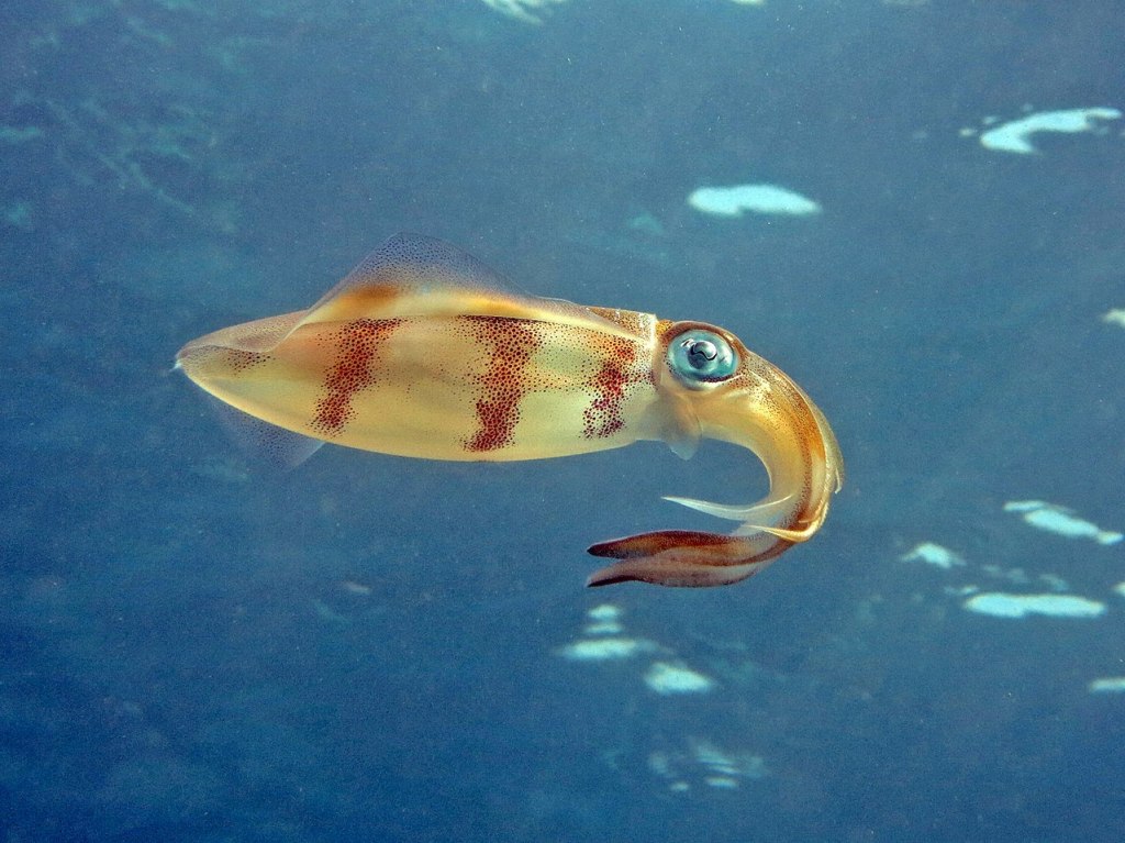Is squid-inspired propulsion all it’s kraken up to be?