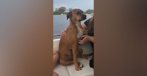 Marine veteran’s service dog returned after gas-stop vehicle theft