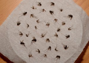 Army, Coast Guard hardest hit by Zika